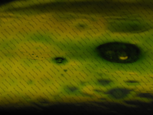 Water Bowl #00006